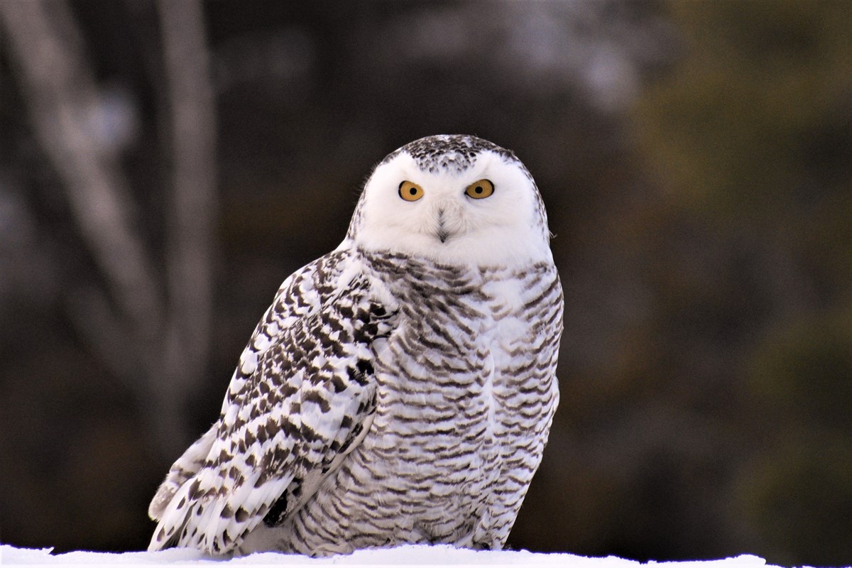 Snowy Owl looking at the camera sitting on top of snow