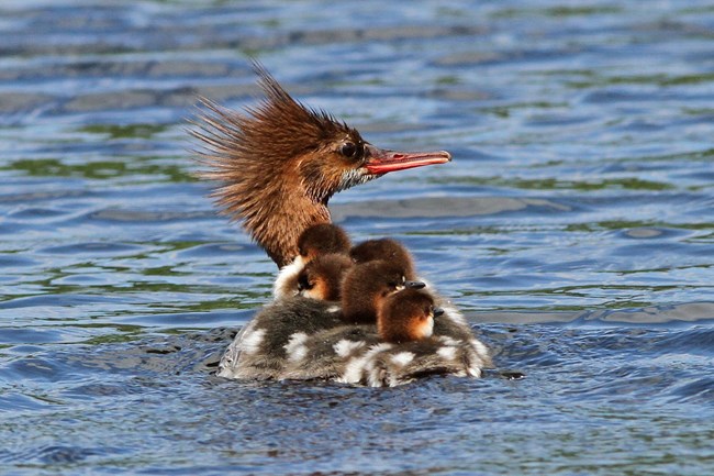 A female duck in the water with 5 chicks on her back