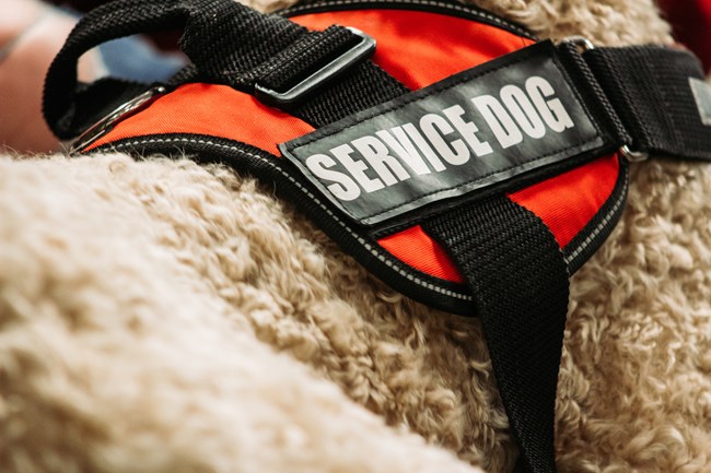 Photograph of orange vest on dog's back with "Service Dog" written in white letters.