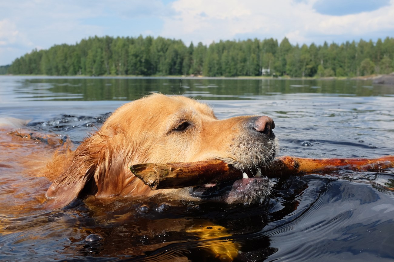 Photograph of dog swimming in lake with a stick in its mouth.