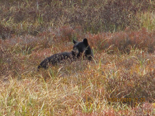 Black bear in field