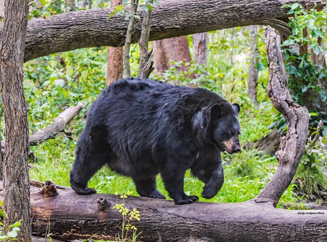 Black Bear walking across a falling tree limb.