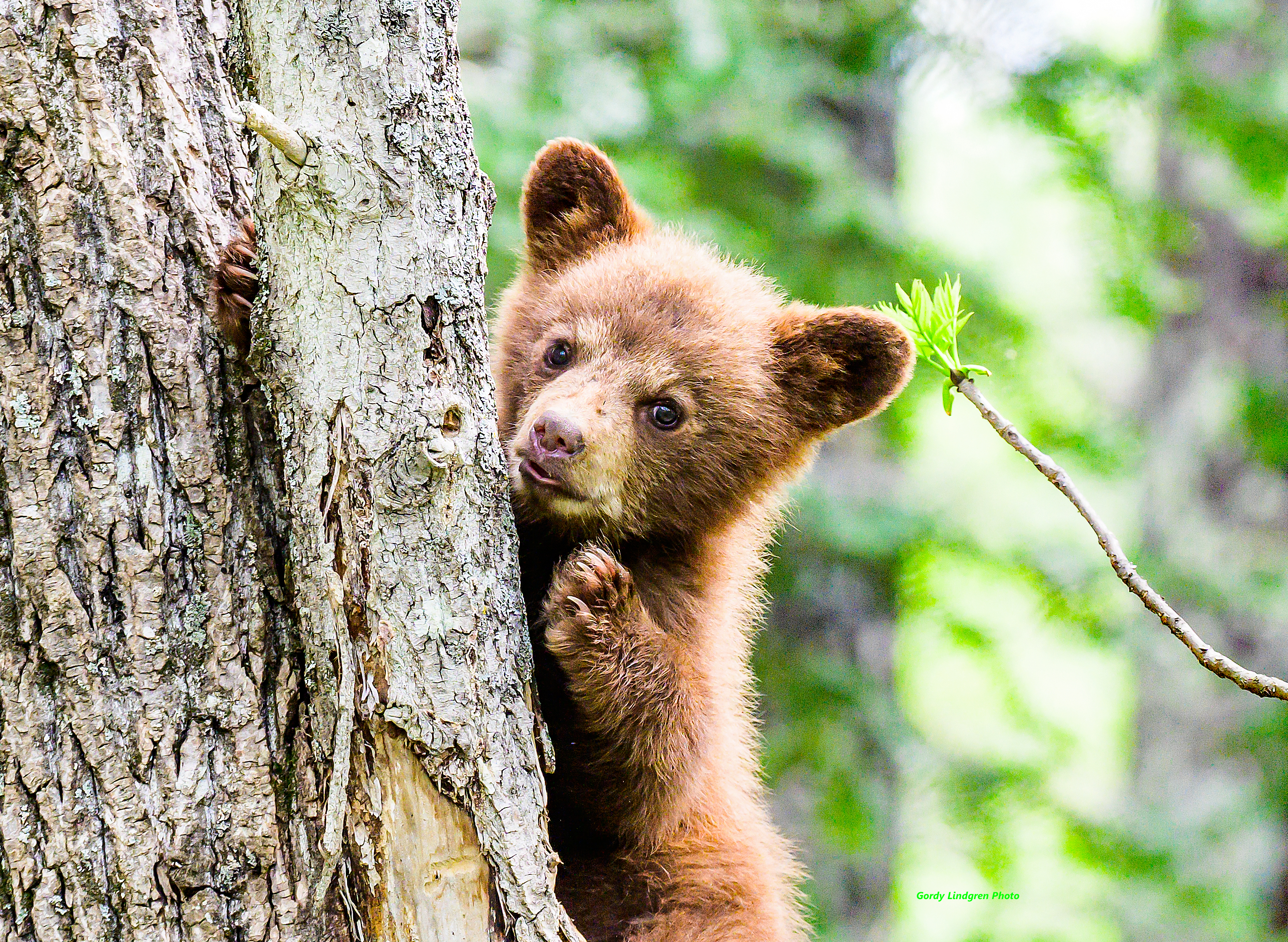 Bears and Food Storage - Voyageurs National Park (. National Park  Service)