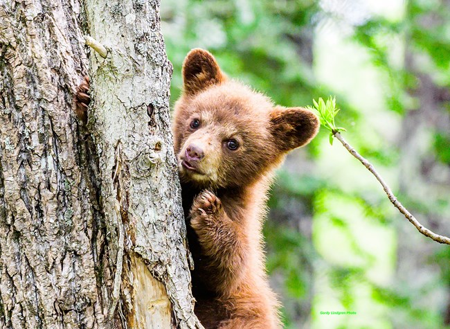 Young black bear in a tree