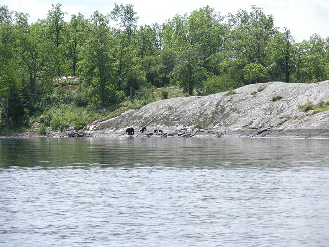 Black with cubs on shore
