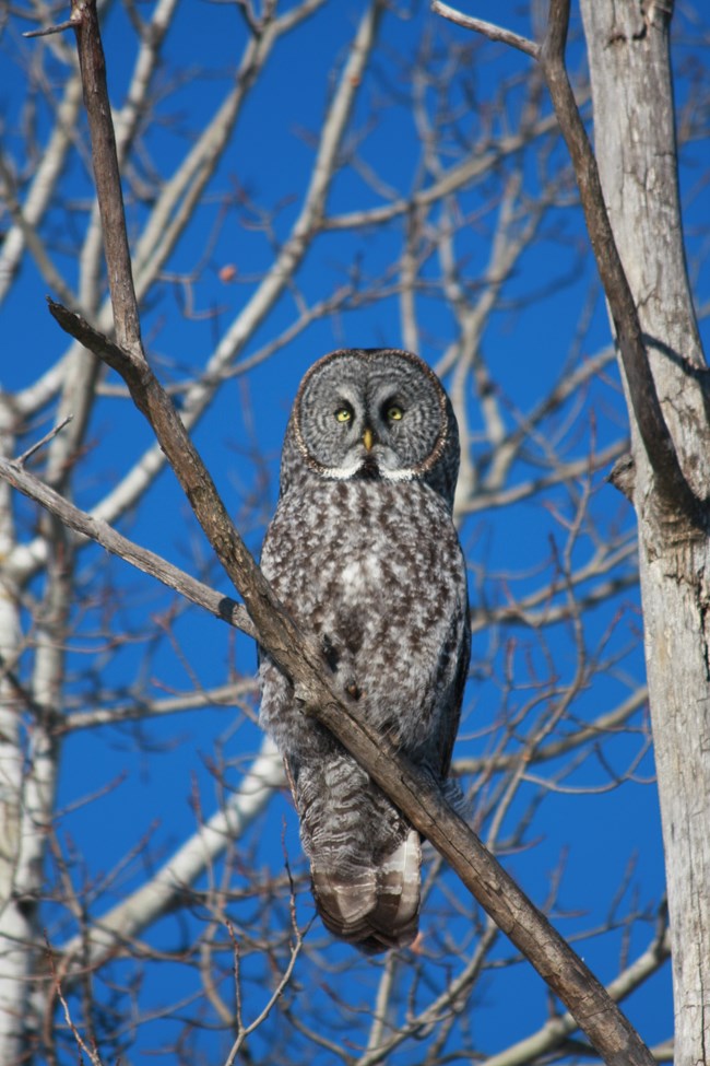 A Great Grey Owl sits on a leafless tree branch