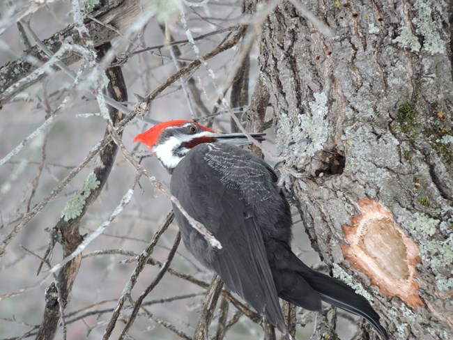 Pileated Woodpecker pecking at tree