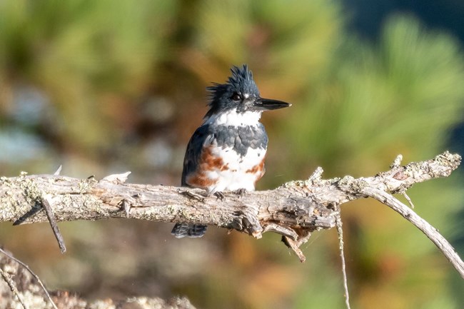 A belted kingfisher sits on a branch
