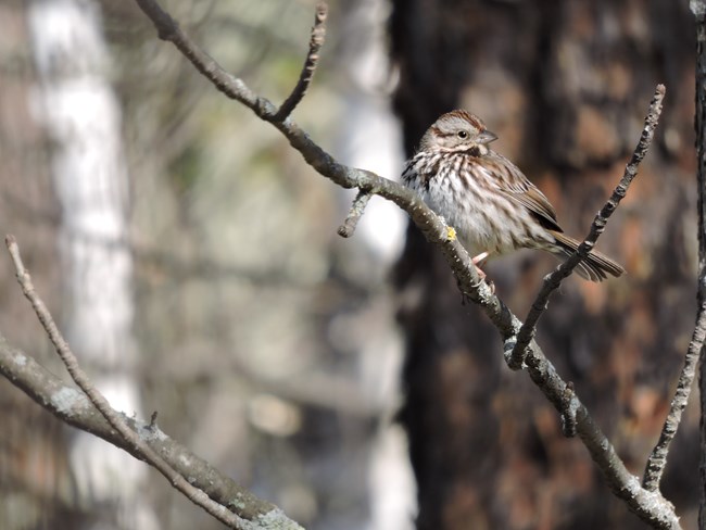 A song sparrow sits on a tree branch looking toward the right