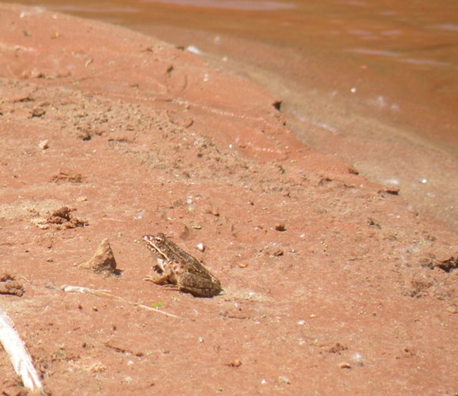Frog on the banks