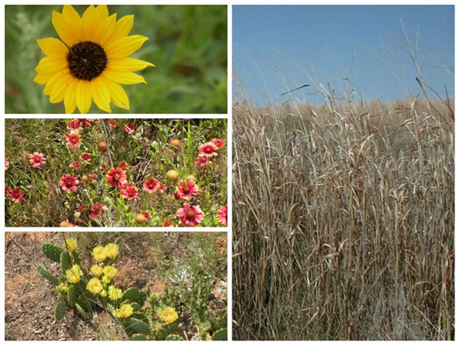 Plants of the Prairie at Washita Battlefield (Top Left: Plains Sunflower, Middle Left: Indian Blankets Bed, Bottom Left: Prickly Pear, Right: Sand Bluestem) Plants of the Prairie at Washita Battlefield (Top Left: Plains Sunflower, Middle Left: Indian Blankets Bed, Bottom Left: Prickly Pear, Right: Sand Bluestem)