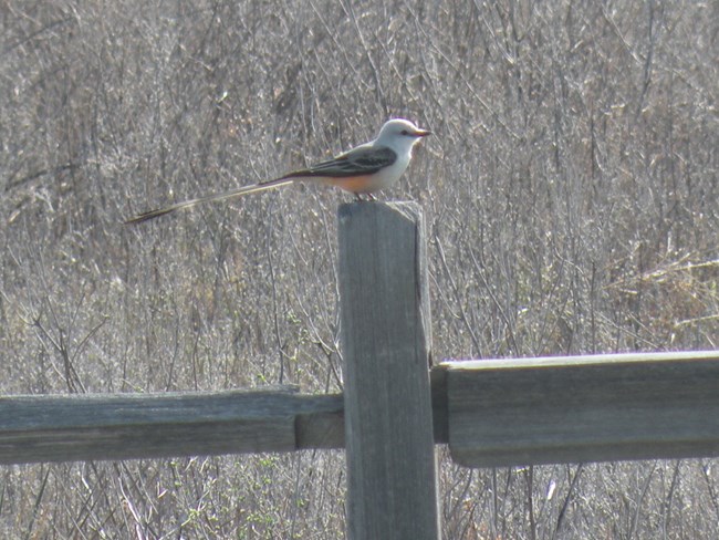 Scissor-tailed flycatcher