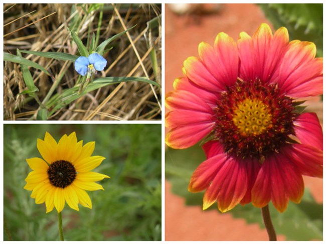 Wildflowers at Washita (Top Left: Dayflower, Bottom Left: Plains Sunflower, Right: Indian Blanket) Wildflowers at Washita (Top Left: Dayflower, Bottom Left: Plains Sunflower, Right: Indian Blanket)