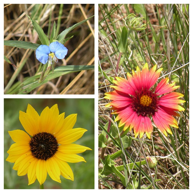 Wildflowers at Washita