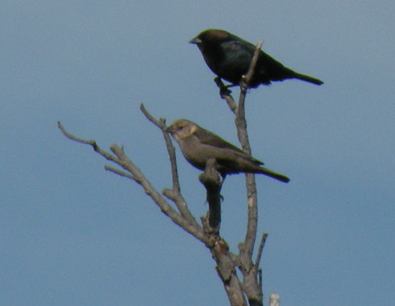 Brown-headed Cowbirds (male and female)