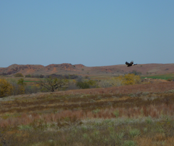 Harrier in flight.