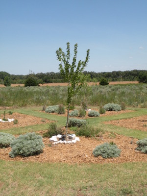 The Native Garden at Washita Battlefield National Historic Site