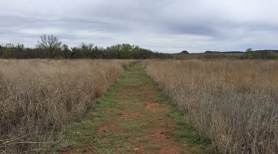 Unpaved trail going through open grassland with tree lines on either side