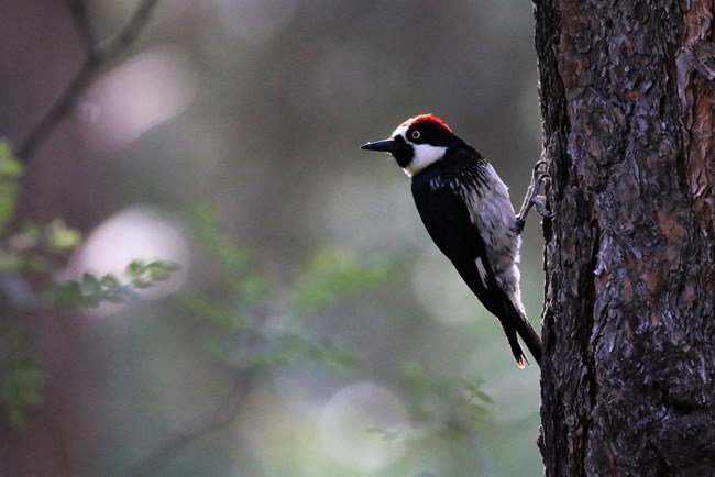 An Acorn Woodpecker perches on the trunk of a ponderosa pine tree. The woodpecker has black feathers, white patches on the face and red on the top of its head.