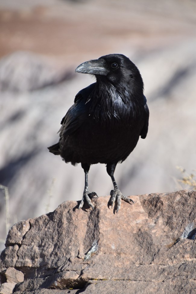 A shiny black Common Raven with its large bill perches on a rock.