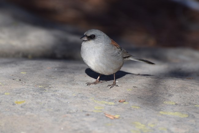 A Dark-eyed Junco with its black mask, and red markings on its back stands on a rock.