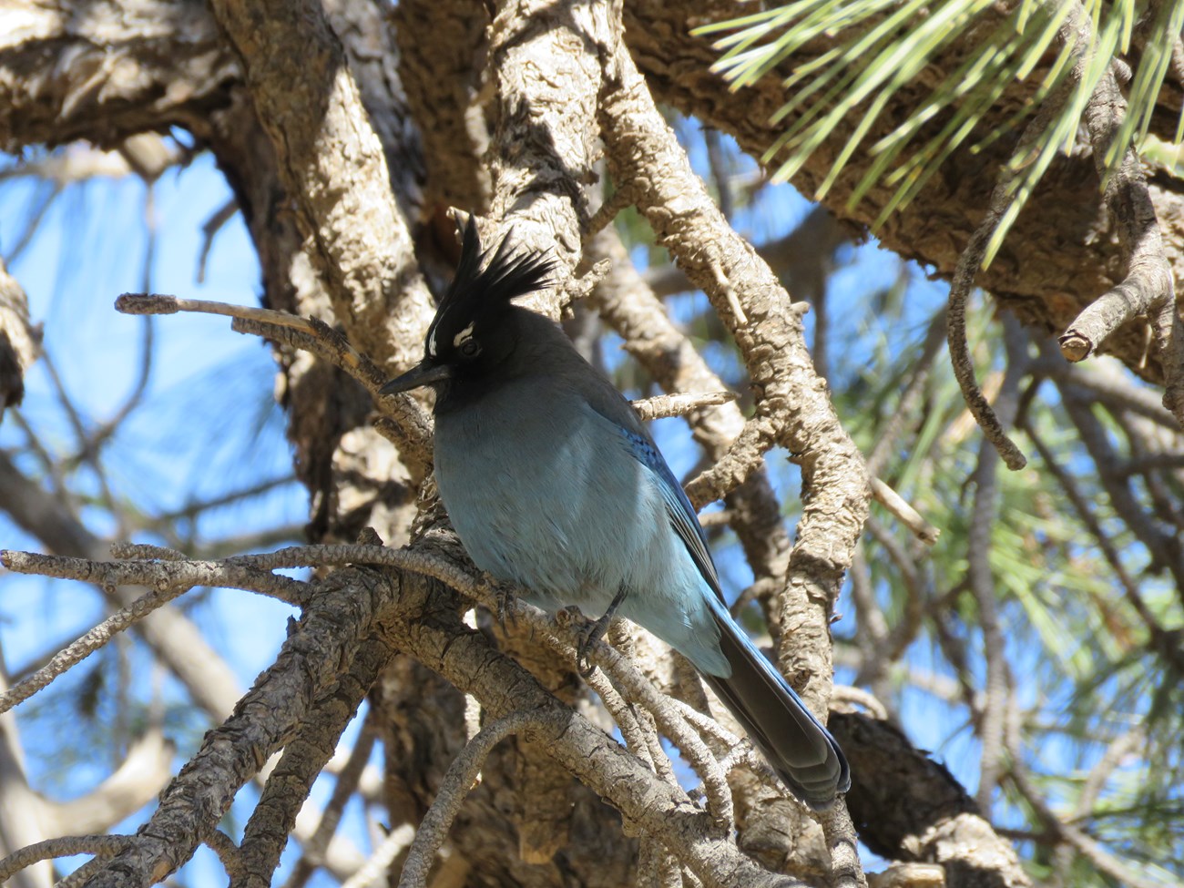 A Steller's Jay with its black crest and blue wings perches on a pine tree.