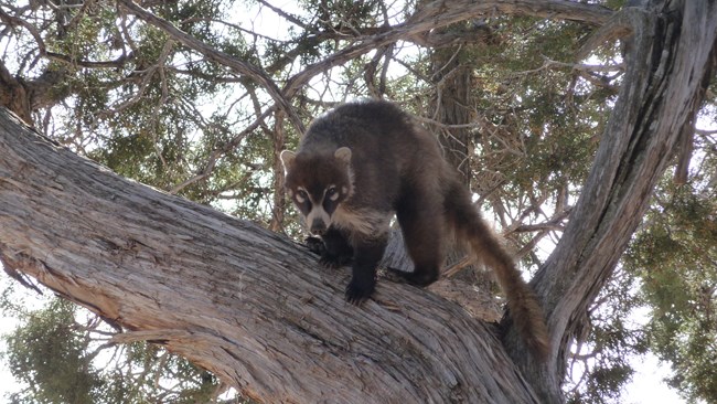 A white-nosed coati stands in a Utah juniper at Walnut Canyon