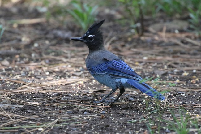 A Steller's Jay forages on the forest floor.