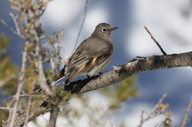 Townsend's Solitaires often perch high in trees at Walnut Canyon. They can be identified by their white eye-ring, grey feathers, and white outer tail feathers.