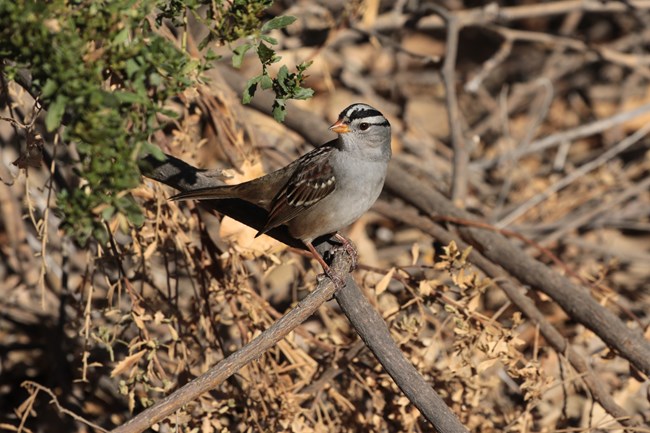 A White-crowned Sparrow can be identified with its white and black streaked head.