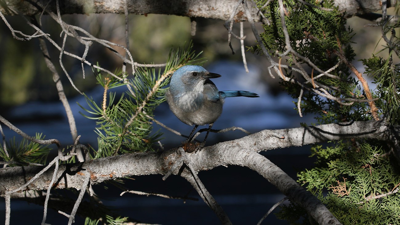 A blue and grey Wookhouse's Scrub Jay perches on a branch with food between its feet.