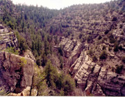 Shaded forest on one side, drier canyon wall on the other Shaded forest on one side, drier canyon wall on the other