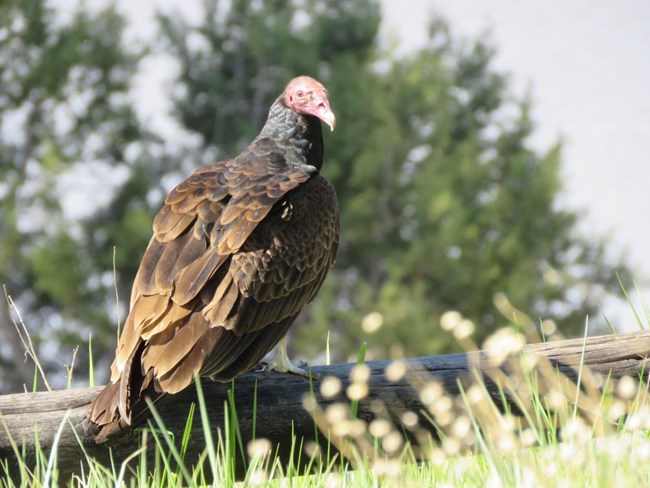 A Turkey Vulture, with its featherless red head, perches on a log.