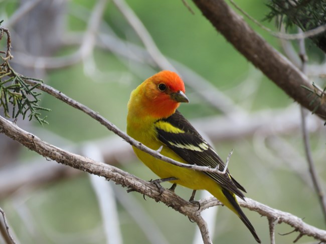 A brilliantly colored Western Tanager perches on a branch.