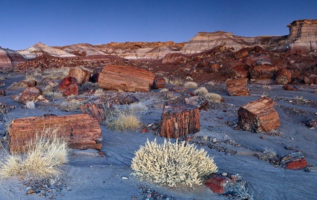 Evening view of petrified logs.