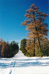 snow-covered road framed by pine trees