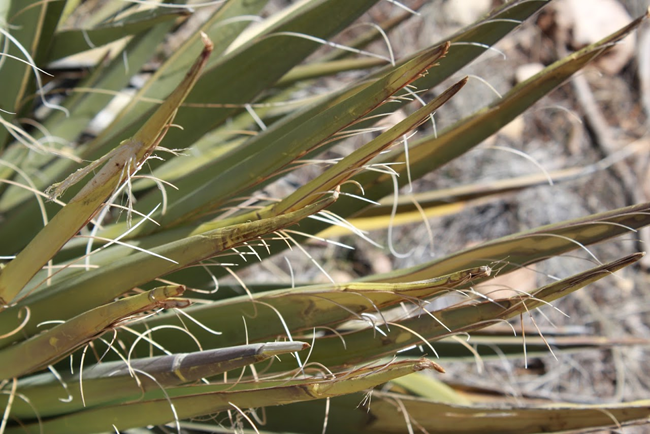 Yucca Yucca
