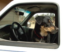 dog in car window dog in car window