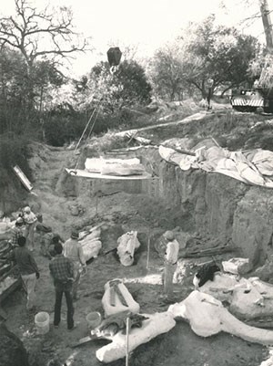 Removing plaster casts of the herd with a crane.