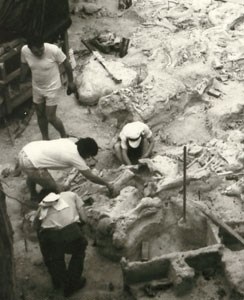 Excavating the site.