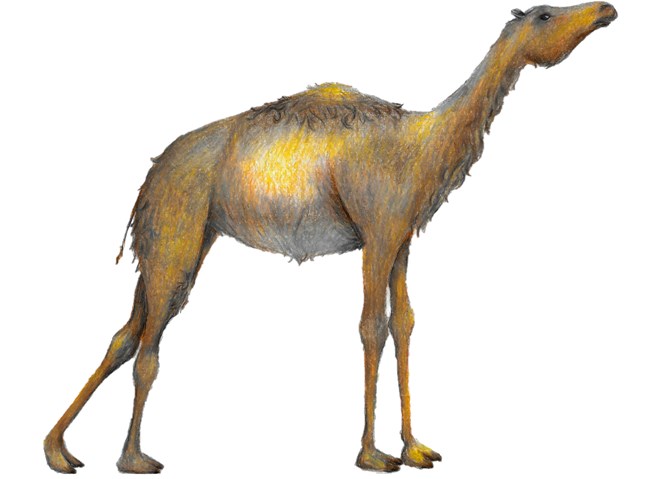 A drawing of a Western Camel
