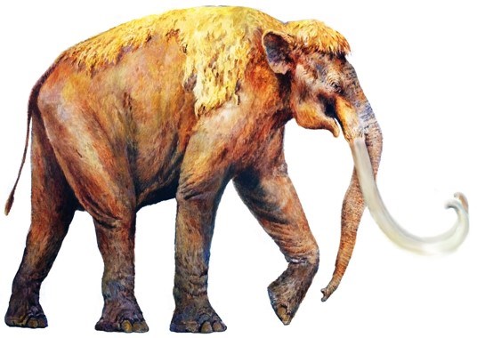 A painting of a Columbian Mammoth
