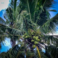 Coconut Palm at Asan Beach Coconut Palm at Asan Beach