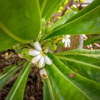 Half-flower at Asan Beach