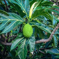 Breadfruit tree at Asan Beach