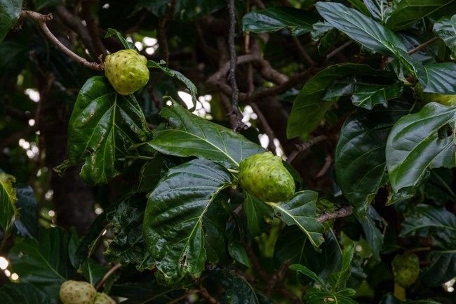 Two green fruits on a plant with large green leaves.