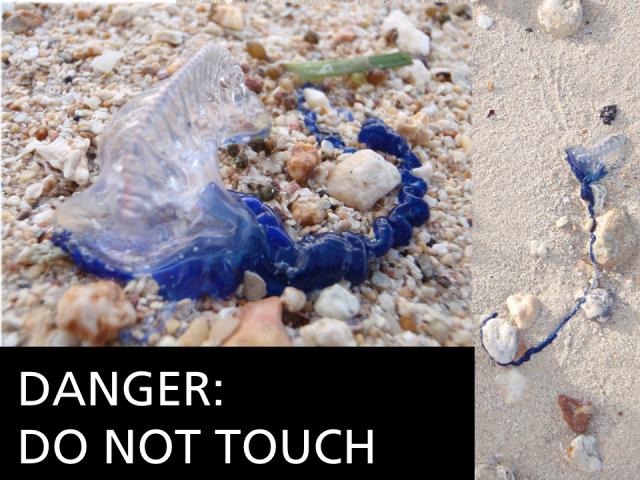Danger-jellyfish