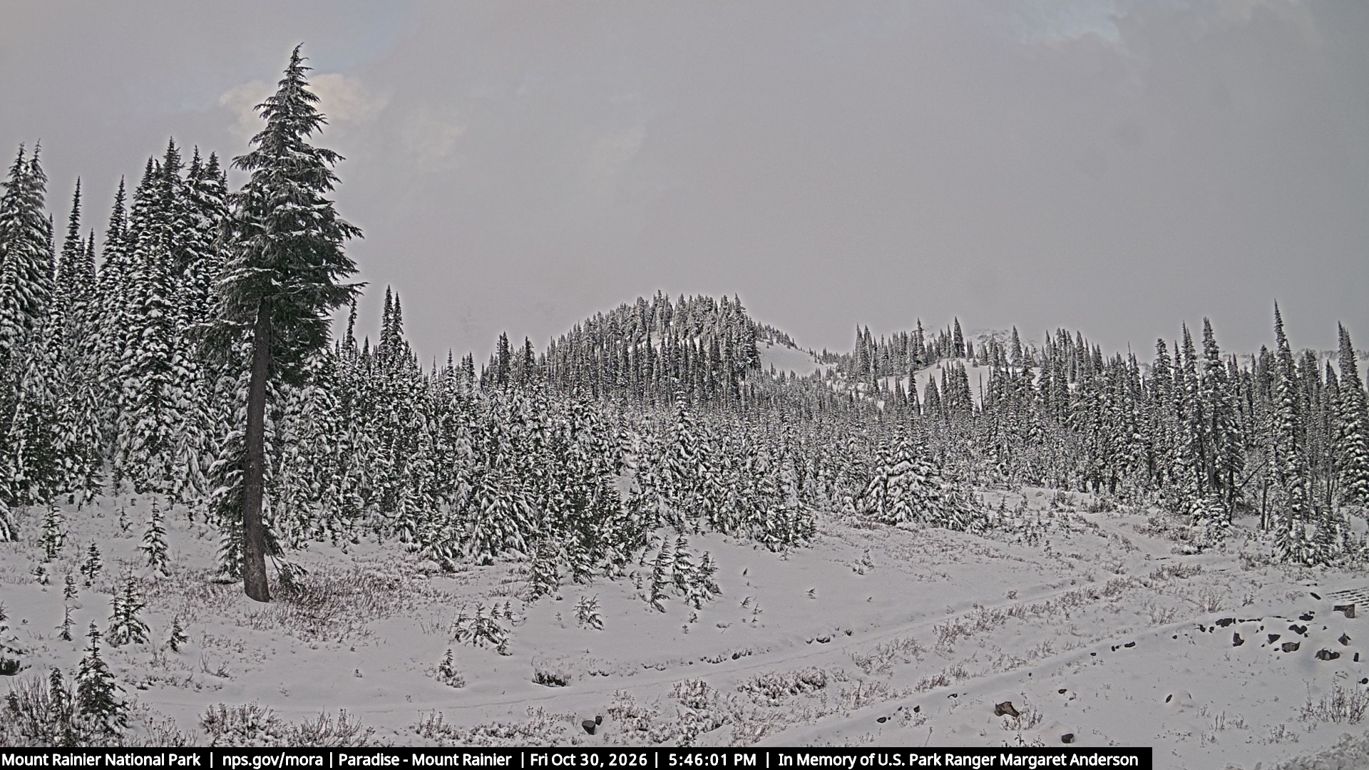 Mount Rainier — Paradise, the mountain road camera