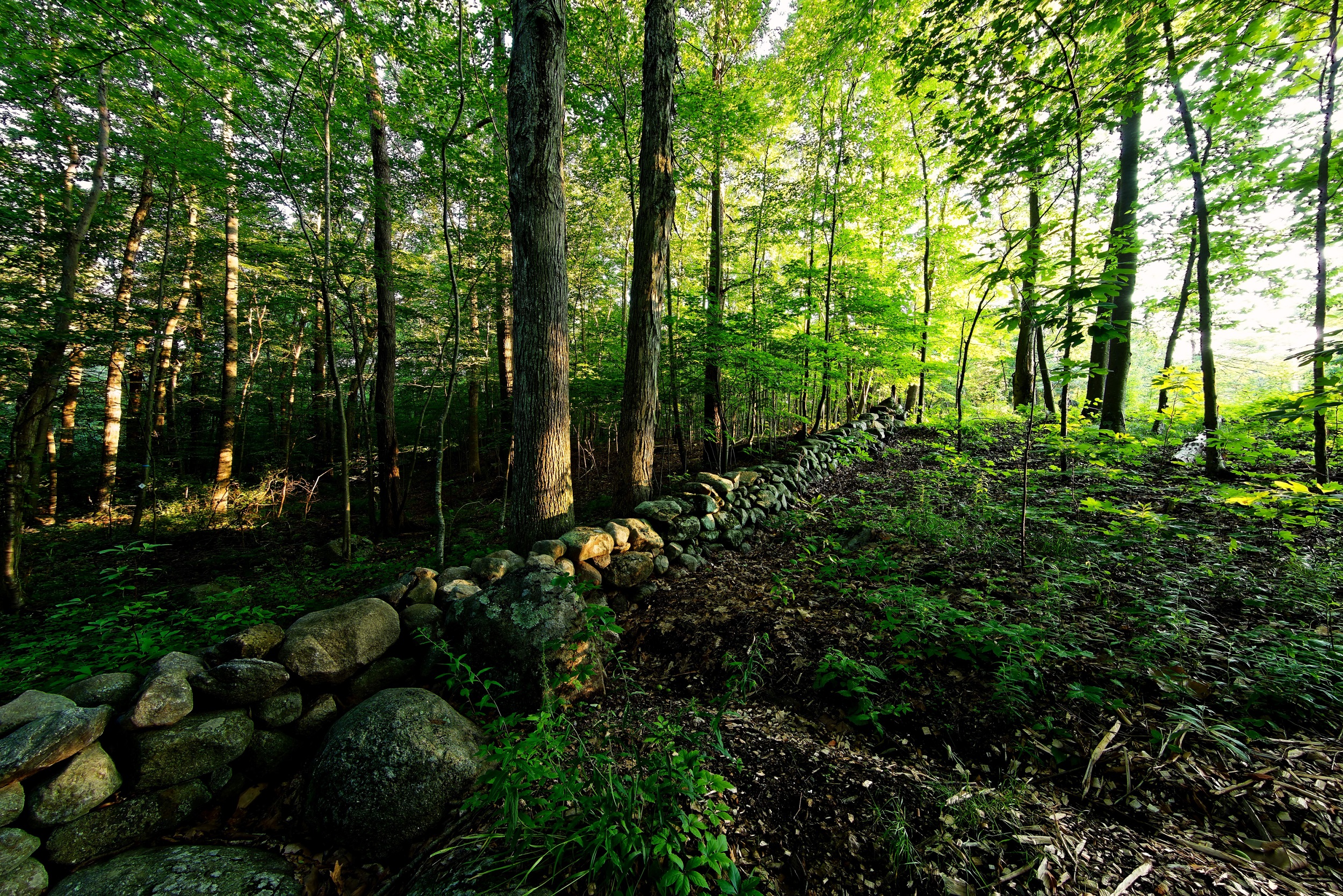 A stonewall in the woods at Weir Farm National Historic Site. Photo by Xiomaro. A stonewall in the woods at Weir Farm National Historic Site. Photo by Xiomaro.