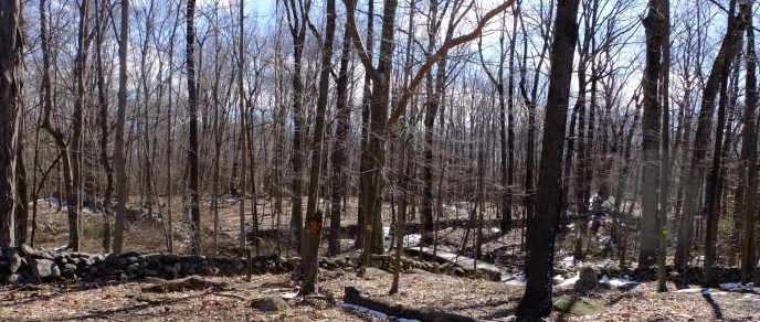 Woodland Area - Banner